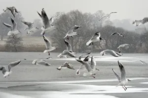 Black-headed gull (Chroicocephalus ridibundus) flock flying over a frozen lake in falling snow