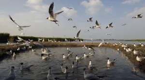 Black-headed gull (Chroicocephalus ridibundus) large flock at water, Pusztaszer, Hungary