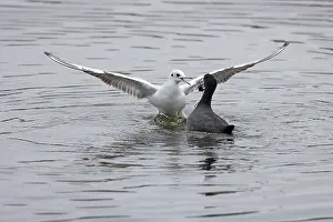 Black Coot Prints: Black-headed gull (Chroicocephalus ridibundus) stealing food from a Coot (Fulica atra)
