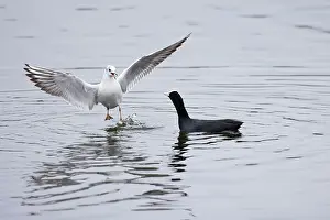 Black Coot Prints: Black-headed gull (Chroicocephalus ridibundus) on water stealing food from a Coot (Fulica atra)