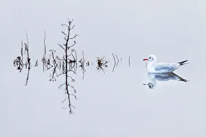 Black headed gull (Chroicocephalus ridibundus) in winter plumage, Titchwell RSPB reserve, Norfolk, England, UK, December