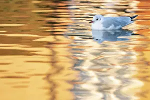 Winter Plumage Prints: Black-headed gull (Chroicocephalus ridibundus) in winter plumage