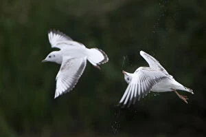 Dieter Damschen Gallery: Two Black-headed gulls (Chroicocephalus ridibundus) in flight, one shaking its head