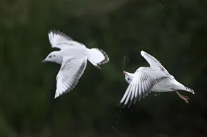 Droplets Prints: Two Black-headed gulls (Chroicocephalus ridibundus) in flight, one shaking its head