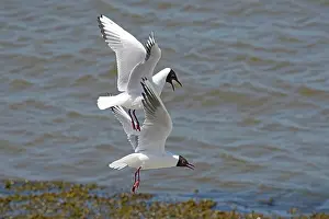Chroicocephalus Prints: Two Black-headed gulls (Chroicocephalus ridibundus) in flight, squabbling, Germany. May