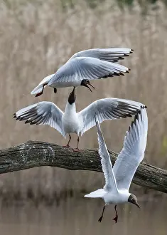 Rival Prints: Black-headed gulls (Larus ridibundus) fighting