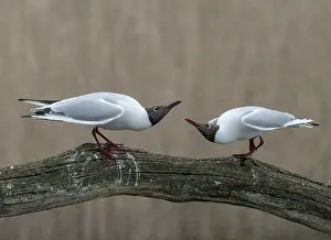 Seagulls Prints: Black-headed gulls (Larus ridibundus) pair