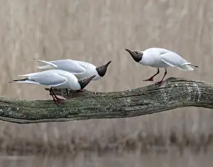 Rival Prints: Black-headed gulls (Larus ridibundus) pair being intimidated by an encroaching male