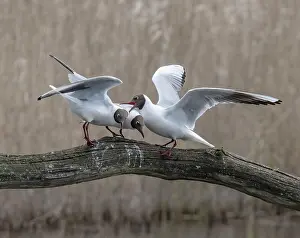 Rival Prints: Black-headed gulls (Larus ridibundus) pair being intimidated by an encroaching male