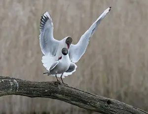 Copulation Prints: Black-headed gulls (Larus ridibundus) pair mating on a branch