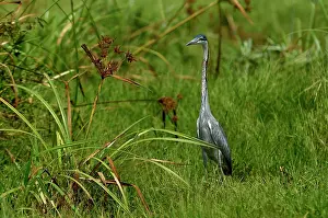Typical Heron Prints: Black-headed heron (Ardea melanocephala) walking through long grass, Uganda