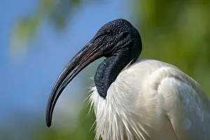 Images Dated 3rd May 2010: Black-headed Ibis / Oriental Ibis (Threskiornis melanocephalus), Karnataka, India
