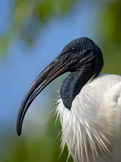 Images Dated 3rd May 2010: Black-headed Ibis / Oriental Ibis (Threskiornis melanocephalus), Karnataka, India