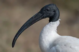 Threskiornithidae Prints: Black-headed ibis (Threskiornis melanocephalus) head portrait