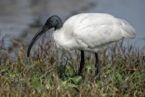 Threskiornithidae Prints: Black-headed ibis (Threskiornis melanocephalus) standing on riverbank