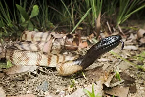 Black-headed python (Aspidites melanocephalus), Batchelor, Northern Territory, Australia