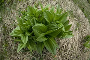 Images Dated 18th May 2008: Black hellebore (Veratrum nigrum) Durmitor NP, Montenegro, May 2008