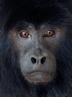 2019 July Highlights Collection: Black howler (Alouatta caraya) captive, occurs in South America