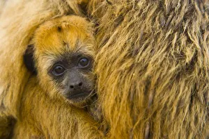Black howler monkey (Alouatta caraya) baby being carried by mother, Pantanal NP, Mato Grosso