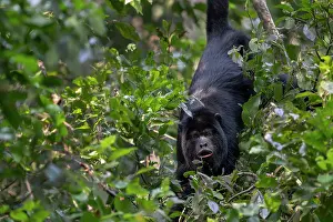 Monkey Prints: Black howler monkey (Alouatta caraya) male
