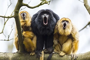 Alouttidae Gallery: Black howler monkeys (Alouatta caraya) male and two females calling from tree, captive