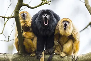Black howler monkeys (Alouatta caraya) male and two females calling from tree, captive