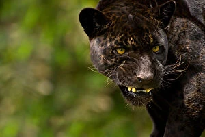 Images Dated 6th January 2009: Black Jaguar or Panther (Panthera onca) snarling, captive, Peru