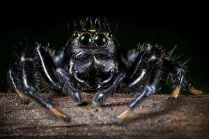 Arachnids Gallery: Black Jumping spider {Salticidae}. Tropical rainforest, Masoala Peninsula National Park