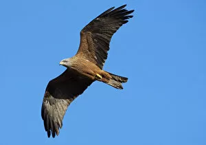 Images Dated 21st April 2009: Black kite (Milvus migrans) in flight, Extremadura, Spain, April 2009