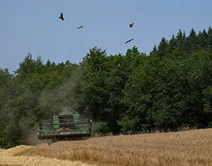 Equipment Prints: Black kites (Milvus migrans) circling above field feeding on insects as combine harvester harvests crop