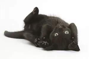 Black kitten, 7 weeks, rolling on its back
