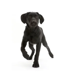 Gun Dog Prints: Black Labrador dog, age 6 months, walking