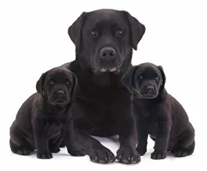 Black Labrador and two puppies