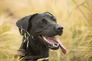 Black Labrador retriever portrait in barley field, Wiltshire, UK