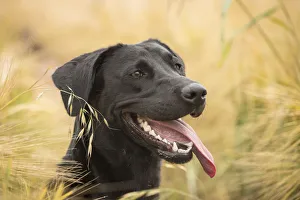 Black Labrador retriever portrait in barley field, Wiltshire, UK Black Labrador retriever portrait in barley field, Wiltshire, UK