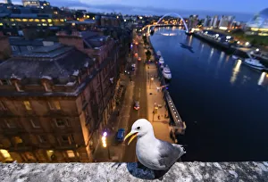 Black-legged kittiwake (Rissa tridactyla) adult perched on the side of the Tyne Bridge