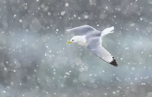 Black-legged kittiwake (Rissa tridactyla) in flight over Newcastle city centre in a blizzard