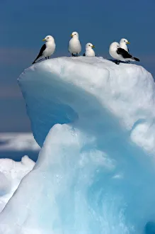 Animal Theme Gallery: Black-legged Kittiwake (Rissa tridactyla) on ice. Floe edge, Arctic Bay, Nunavut, Canada, April