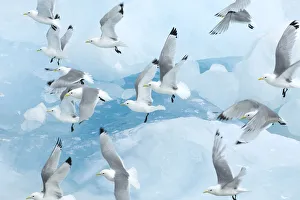 Mireille De La Lez Prints: Black legged kittiwakes (Rissa tridactyla) in flight over ice, Kungsfjord, Svalbard