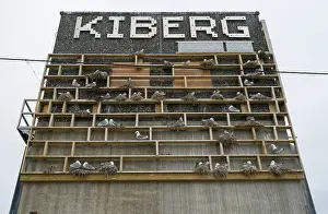 Seagulls Prints: Black-legged kittiwakes (Rissa tridactyla) nesting colony at the Kiberg Kittiwake Hotel