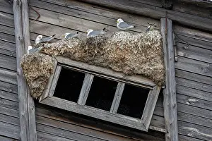 Seagulls Prints: Black-legged kittiwakes (Rissa tridactyla) nesting on side of wooden building