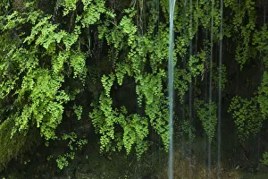 Waterfalls Prints: Black maidenhair fern (Adiantum capillus veneris) with water falling past