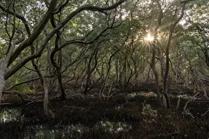 Sunset Prints: Black mangrove (Avicennia germinans) forest at sunset, Spanish lagoon, Aruba