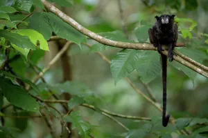 Black-mantled tamarin (Leontocebus nigricollis) sitting on branch in rainforest, Cuyabeno Reserve, Sucumbios, Ecuador