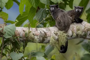 Black-mantled tamarin (Saguinus nigricollis) Sumaco, Napo, Ecuador