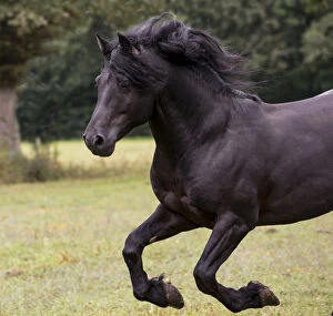 Domestic Animal Collection: Black Merens stallion running in pasture. Northern France, Europe. February