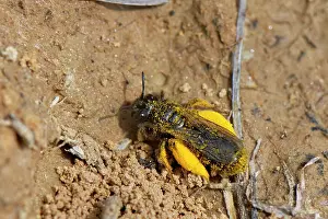 Cornwall Prints: Black mining bee (Andrena pilipes) returning to nest burrow loaded with pollen