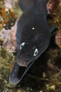 Images Dated 30th June 2009: Black moray (Muraena augusti) with mouth open, Pico and Faial, Azores, Portugal