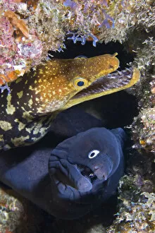Black moray (Muraena augusti) and Tiger moray eels (Enchelycore anatina) peering out from a rock crevice with mouths