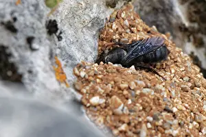 Megachile Prints: Black mud bee / Wall bee (Megachile parietina)
